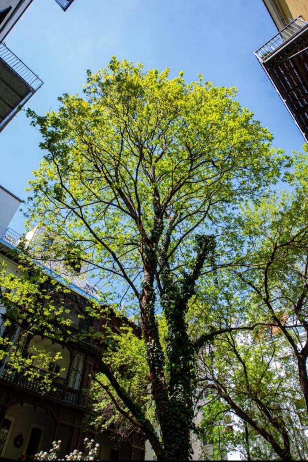 Vienna My City Apartment Garden View エクステリア 写真